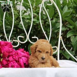 Rhett, Miniature Poodle Puppy